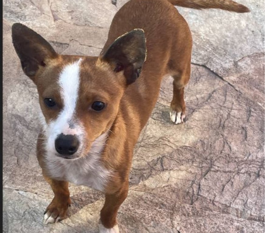 Don animaux Var Toulon - Photos Vivastreet ABALO Podengo portugais 1,5 an 3kgs(LOF)Cherche famille VAR