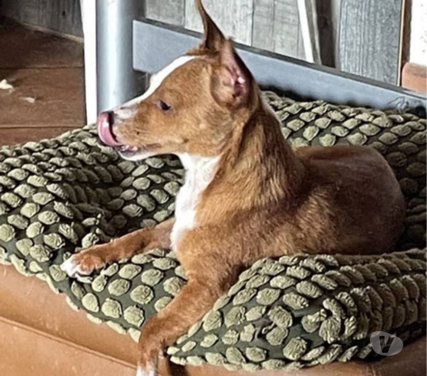 Don animaux Var Toulon - Photos Vivastreet ABALO Podengo portugais 1,5 an 3kgs(LOF)Cherche famille VAR