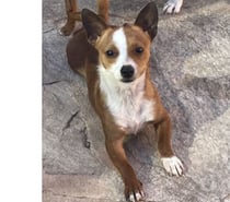 Photos Vivastreet ABALO Podengo portugais 1,5 an 3kgs(LOF)Cherche famille VAR