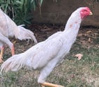 Brive la Gaillarde - Corrèze — Coq oshamo et oshamo turc