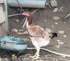 Beaulieu sur Dordogne - Corrèze — Poules combattant