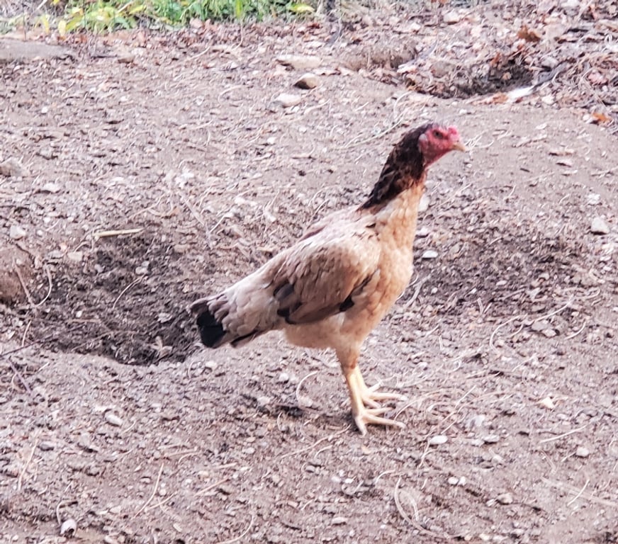Vente Corrèze Beaulieu sur Dordogne - 19120 - Photos Vivastreet Poules combattant