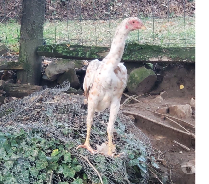 Vente Corrèze Beaulieu sur Dordogne - 19120 - Photos Vivastreet Poules combattant