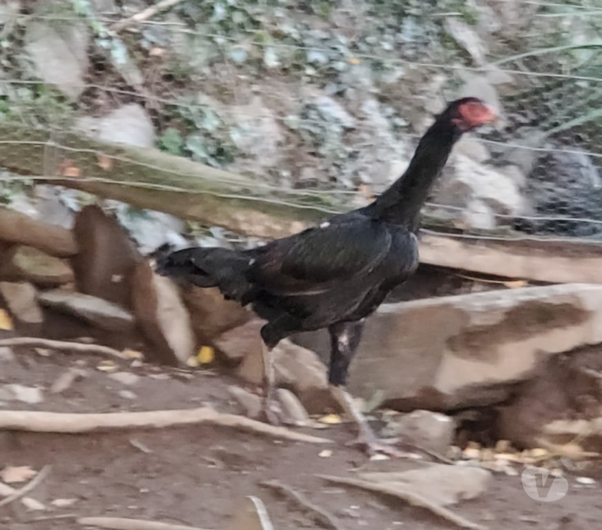 Vente Corrèze Beaulieu sur Dordogne - 19120 - Photos Vivastreet Poules combattant