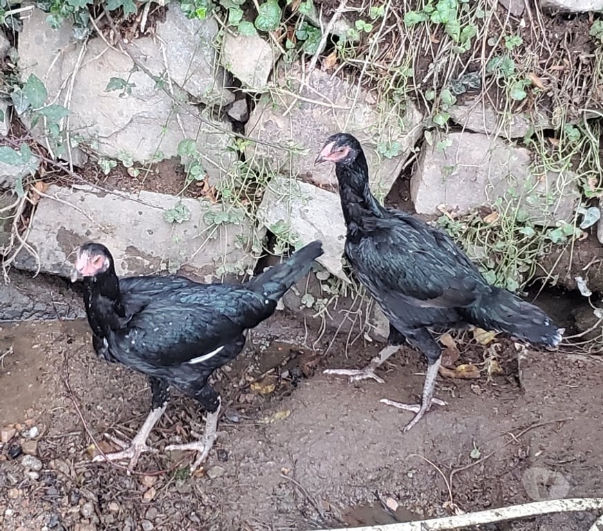 Vente Corrèze Beaulieu sur Dordogne - 19120 - Photos Vivastreet Poules combattant