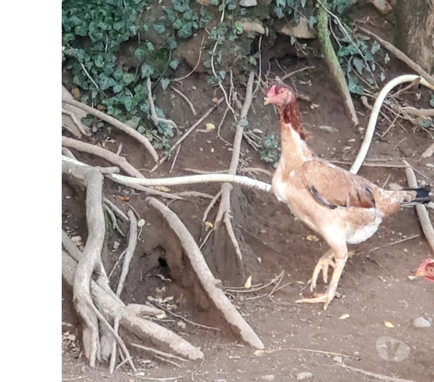 Vente Corrèze Beaulieu sur Dordogne - 19120 - Photos Vivastreet Poules combattant