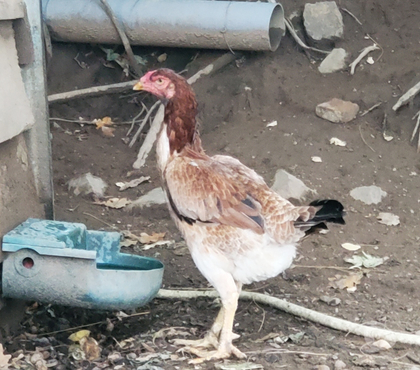 Vente animaux Beaulieu sur Dordogne Corrèze - Photos Vivastreet Poules combattant