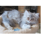 MAGNIFIQUE CHATON PERSAN MALE LOOF DISPONIBLE