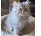 Javaugues - Haute-Loire — 2 MAGNIFIQUES CHATONS PERSANS MALES LOOF DISPONIBLES