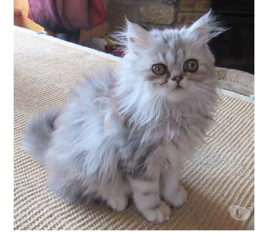 Vente Haute-Loire Javaugues - 43100 - Photos Vivastreet 2 MAGNIFIQUES CHATONS PERSANS MALES LOOF DISPONIBLES