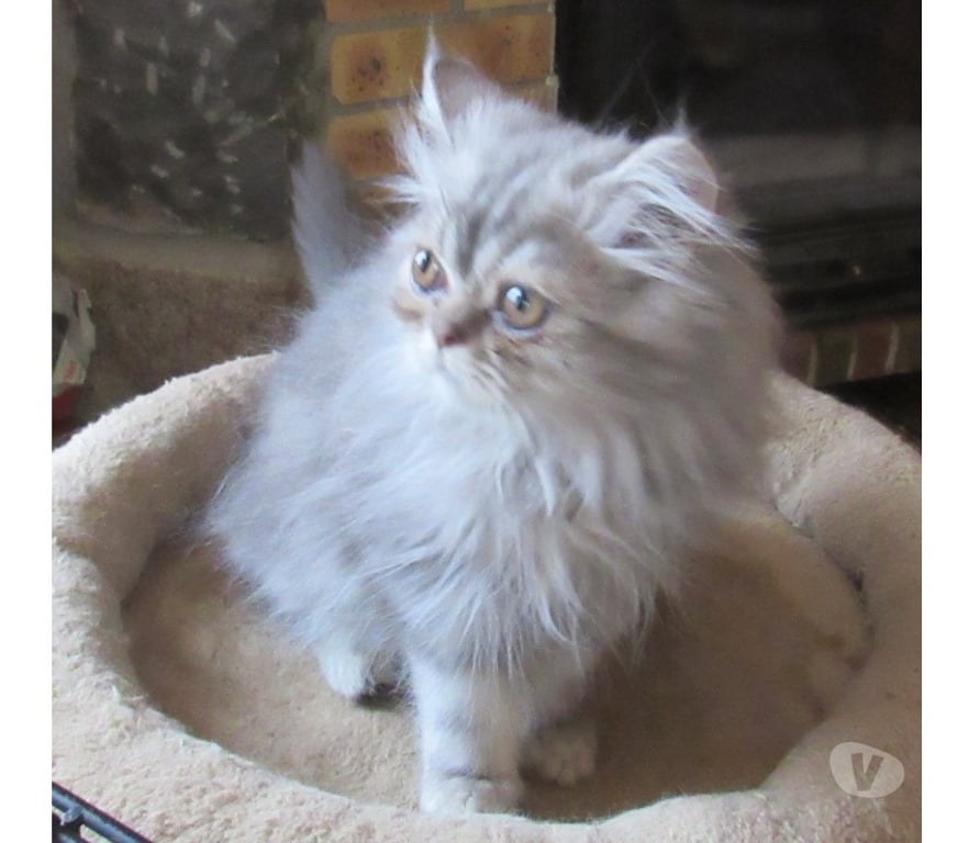 Vente Haute-Loire Javaugues - 43100 - Photos Vivastreet 2 MAGNIFIQUES CHATONS PERSANS MALES LOOF DISPONIBLES