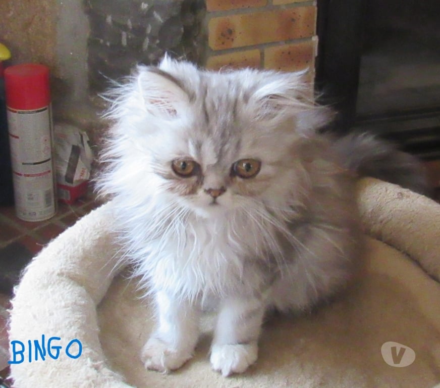 Vente Haute-Loire Javaugues - 43100 - Photos Vivastreet 2 MAGNIFIQUES CHATONS PERSANS MALES LOOF DISPONIBLES