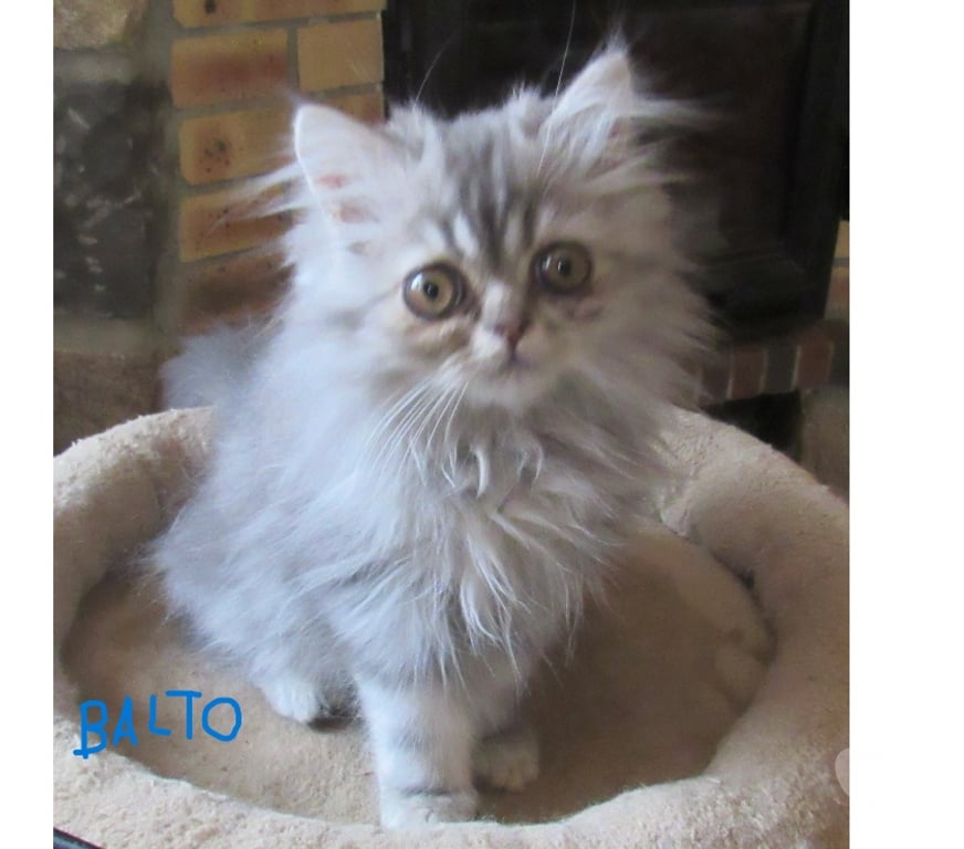 Vente Haute-Loire Javaugues - 43100 - Photos Vivastreet 2 MAGNIFIQUES CHATONS PERSANS MALES LOOF DISPONIBLES
