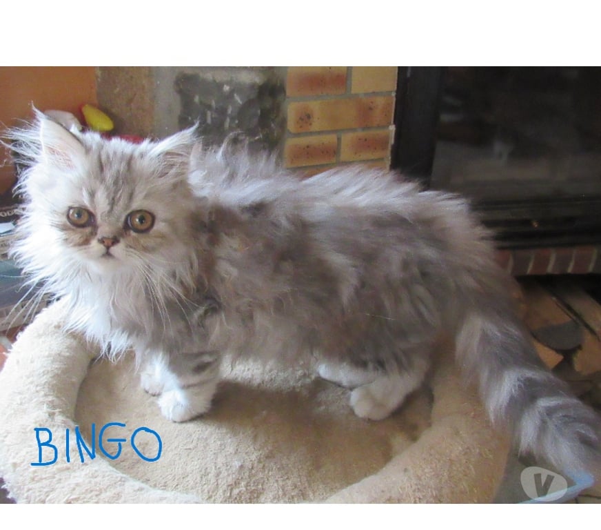 Vente Haute-Loire Javaugues - 43100 - Photos Vivastreet 2 MAGNIFIQUES CHATONS PERSANS MALES LOOF DISPONIBLES