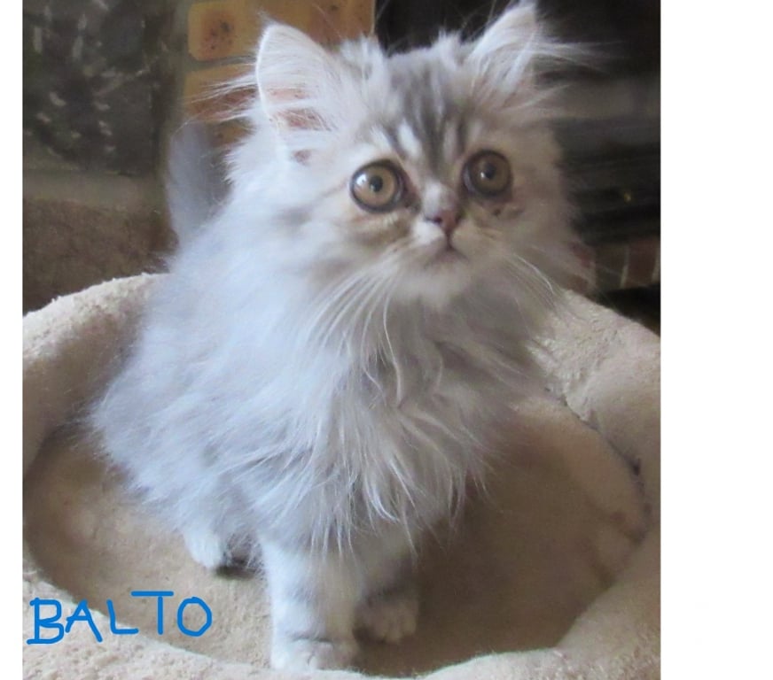 Vente Haute-Loire Javaugues - 43100 - Photos Vivastreet 2 MAGNIFIQUES CHATONS PERSANS MALES LOOF DISPONIBLES