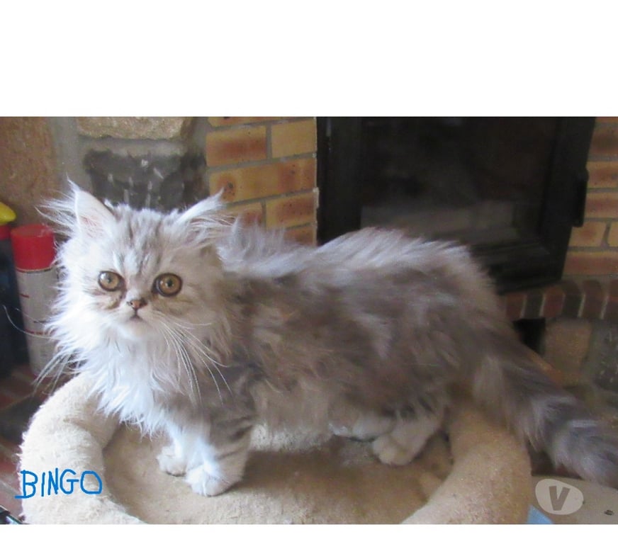 Vente Haute-Loire Javaugues - 43100 - Photos Vivastreet 2 MAGNIFIQUES CHATONS PERSANS MALES LOOF DISPONIBLES
