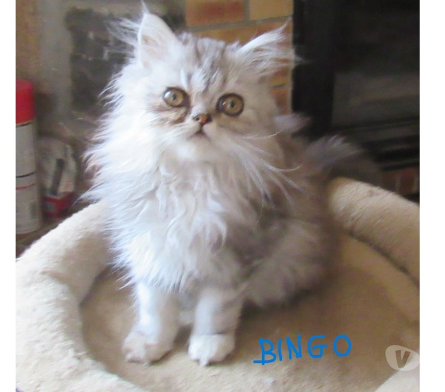 Vente Haute-Loire Javaugues - 43100 - Photos Vivastreet 2 MAGNIFIQUES CHATONS PERSANS MALES LOOF DISPONIBLES