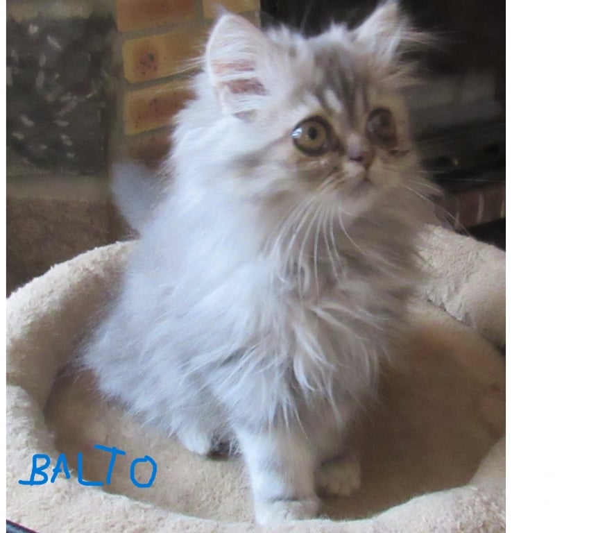 Vente Haute-Loire Javaugues - 43100 - Photos Vivastreet 2 MAGNIFIQUES CHATONS PERSANS MALES LOOF DISPONIBLES