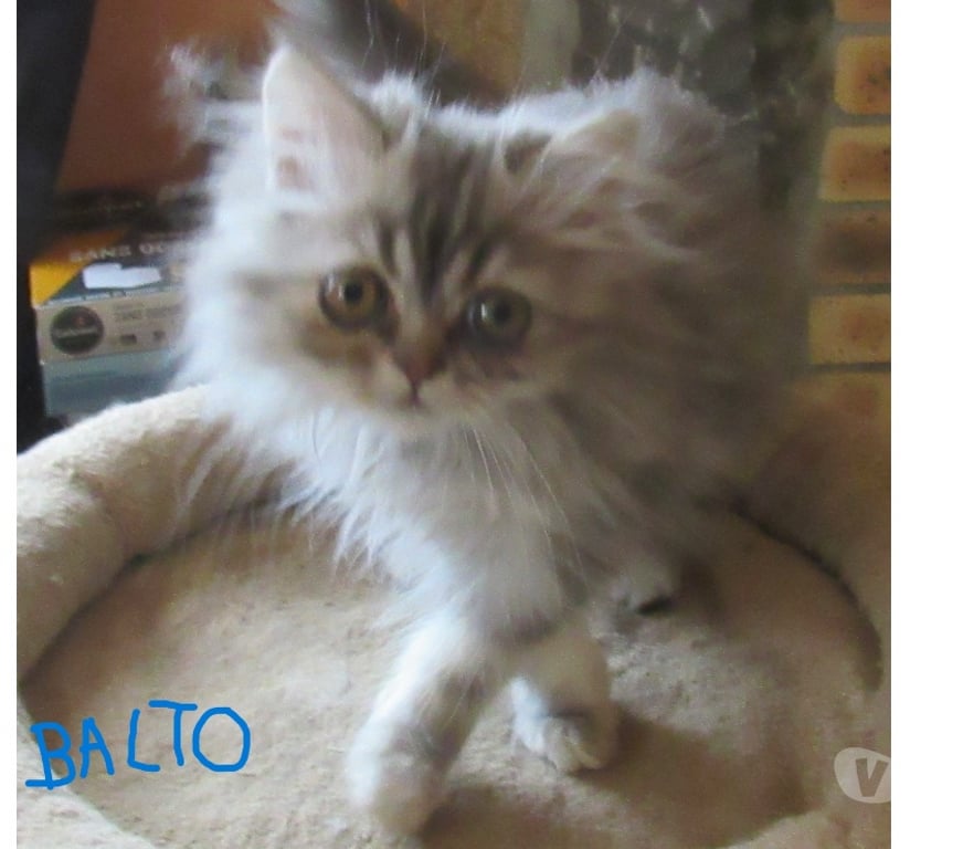 Vente Haute-Loire Javaugues - 43100 - Photos Vivastreet 2 MAGNIFIQUES CHATONS PERSANS MALES LOOF DISPONIBLES