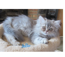 Photos Vivastreet MAGNIFIQUE CHATON PERSAN MALE LOOF DISPONIBLE