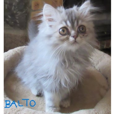 Vente animaux Javaugues Haute-Loire - Photos Vivastreet 2 MAGNIFIQUES CHATONS PERSANS MALES LOOF DISPONIBLES