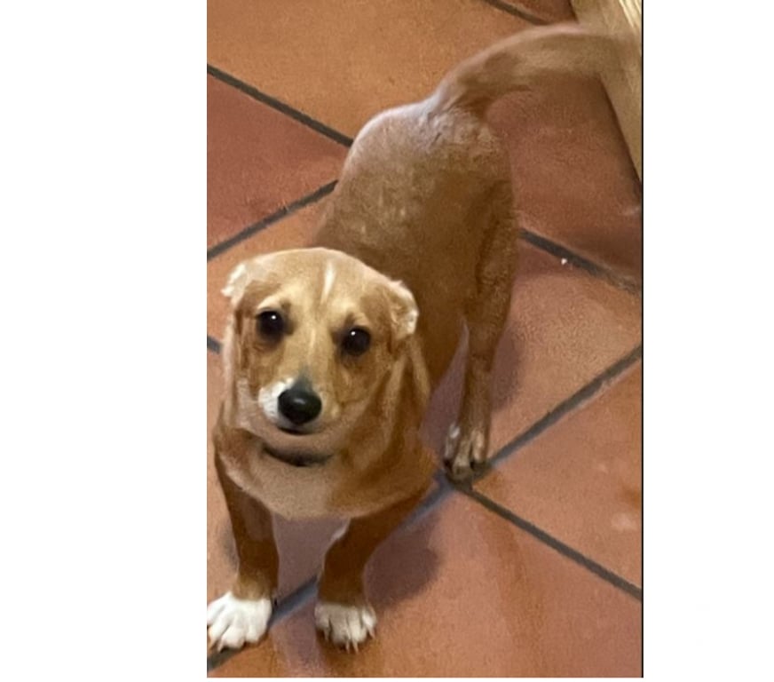 Don animaux Var Toulon - Photos Vivastreet BALDA chiot Race PODENGO PORTUGAIS 6 mois à adopter VAR