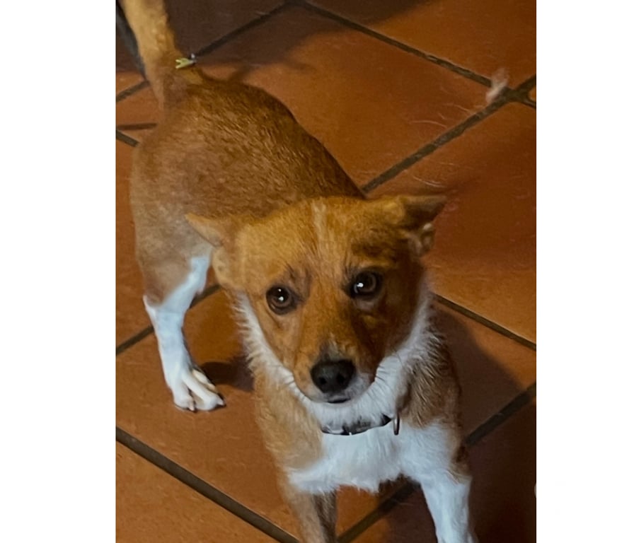 Don animaux Var Toulon - Photos Vivastreet VINDO petit Podengo Portugais (LOF) 2 ans à placer VAR