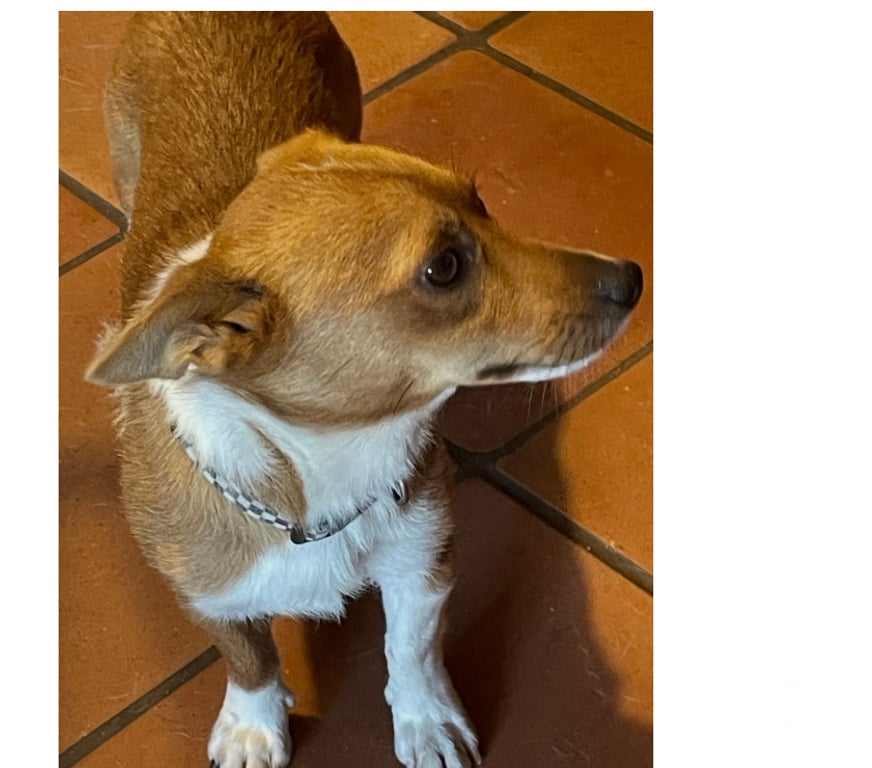 Don animaux Var Toulon - Photos Vivastreet VINDO petit Podengo Portugais (LOF) 2 ans à placer VAR