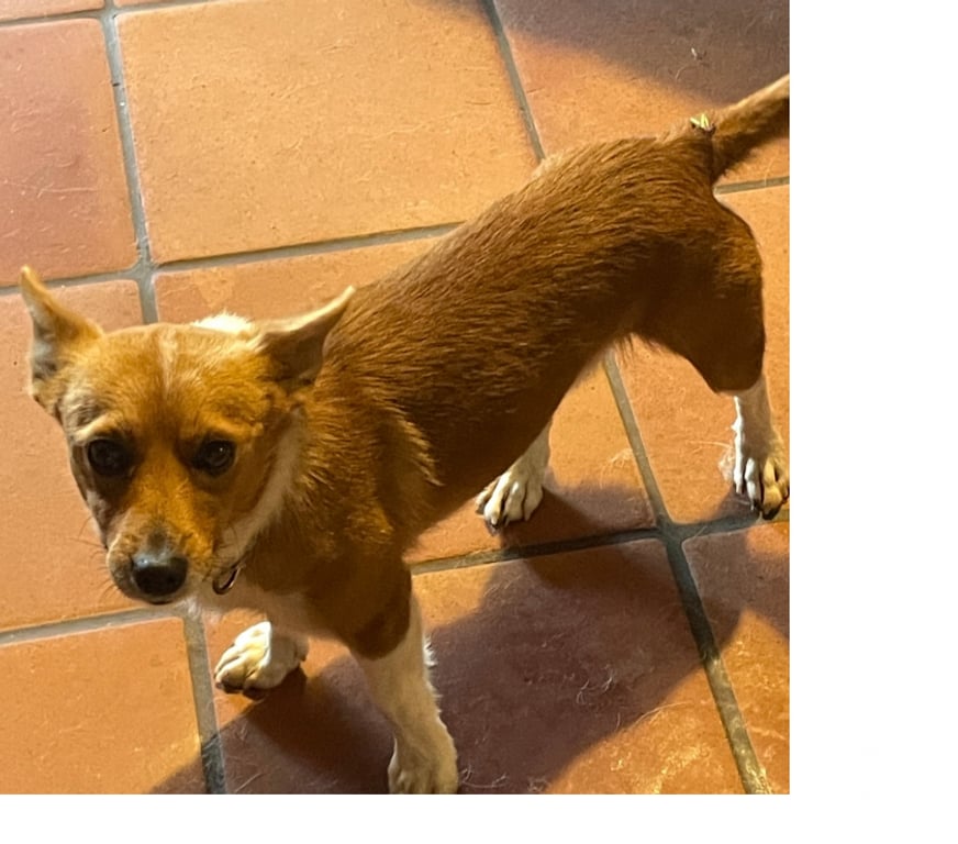 Don animaux Var Toulon - Photos Vivastreet VINDO petit Podengo Portugais (LOF) 2 ans à placer VAR