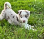 Lille - Lille — Chiots Boder Collie