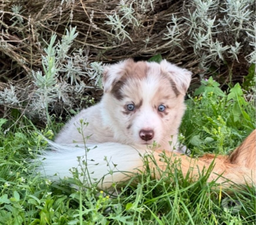 Vente Nord Lille - Photos Vivastreet Chiots Boder Collie