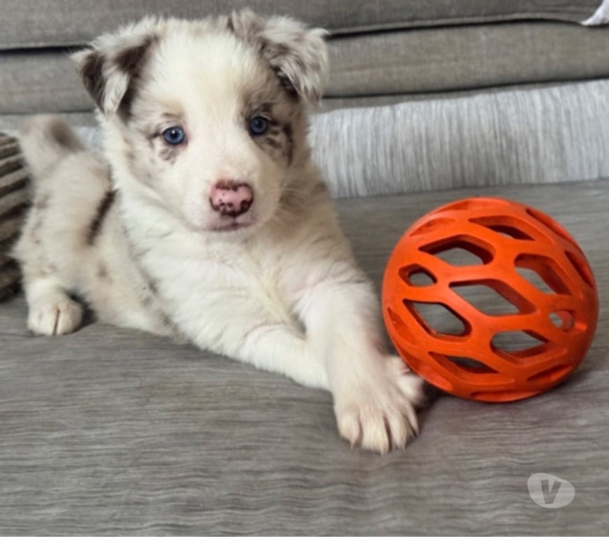 Vente Nord Lille - Photos Vivastreet Chiots Boder Collie