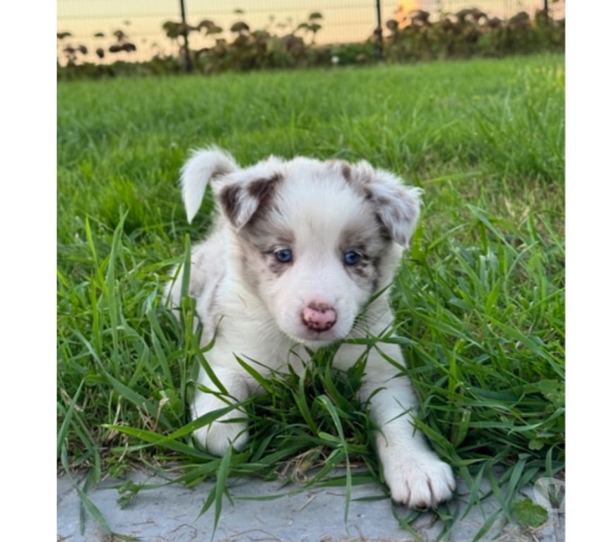 Vente Nord Lille - Photos Vivastreet Chiots Boder Collie