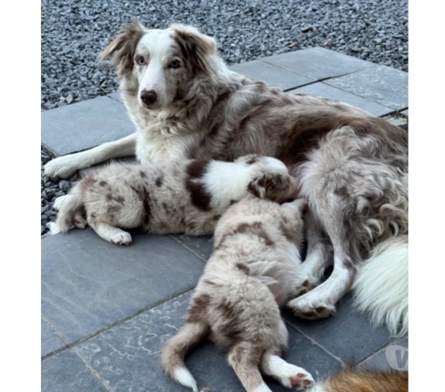 Vente Nord Lille - Photos Vivastreet Chiots Boder Collie
