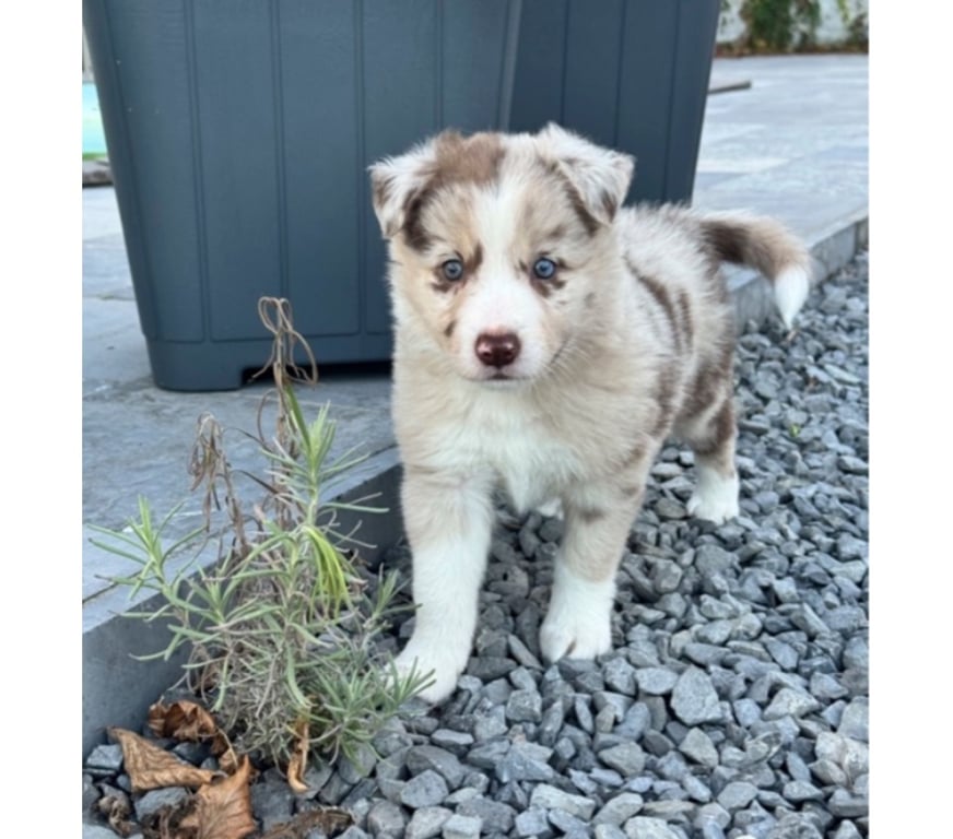 Vente Nord Lille - Photos Vivastreet Chiots Boder Collie