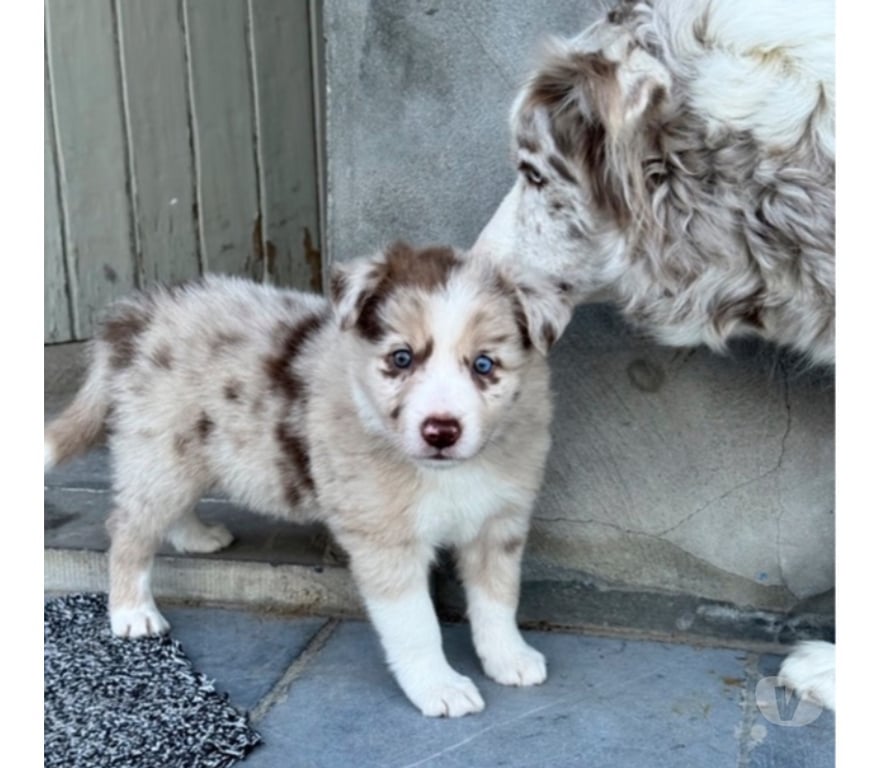 Vente Nord Lille - Photos Vivastreet Chiots Boder Collie