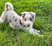 Photos Vivastreet Chiots Boder Collie