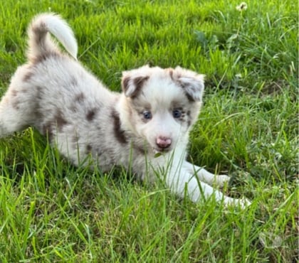 Vente animaux Lille Lille - Photos Vivastreet Chiots Boder Collie