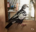 Begles - Gironde — JEUNES PIGEONS TYPE VOYAGEUR DE RACE PIÉTRAIN