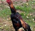 Brive la Gaillarde - Corrèze — Coq américain turc