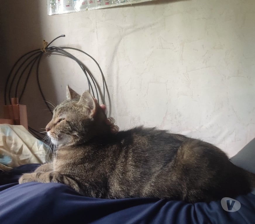 Don animaux Hauts-de-Seine Bagneux - 92220 - Photos Vivastreet Chatte 10 ans cherche un foyer avec jardin