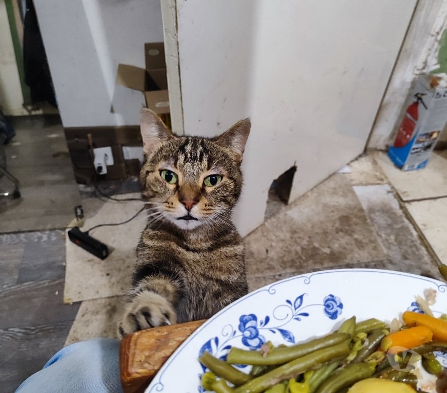 Don animaux Hauts-de-Seine Bagneux - 92220 - Photos Vivastreet Chatte 10 ans cherche un foyer avec jardin