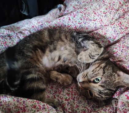 Adoption animaux Bagneux Hauts-de-Seine - Photos Vivastreet Chatte 10 ans cherche un foyer avec jardin