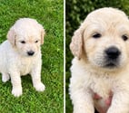 Ranes - Orne — Golden retriver