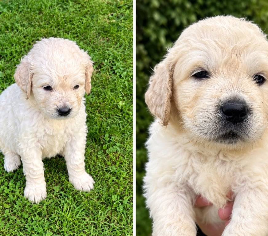 Vente Orne Ranes - 61150 - Photos Vivastreet Golden retriver