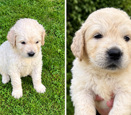 Vente animaux Ranes Orne - Photos Vivastreet Golden retriver