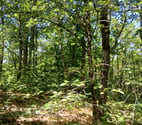 Le Montat - Lot — terrain boisé non constructible