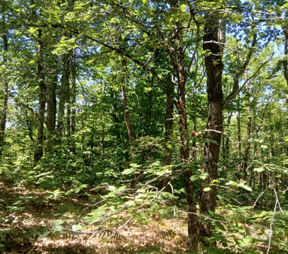 Vente Terrain Le Montat Lot - Photos Vivastreet terrain boisé non constructible