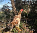 Brie Comte Robert - Seine-et-Marne — Coq poule pama japonais