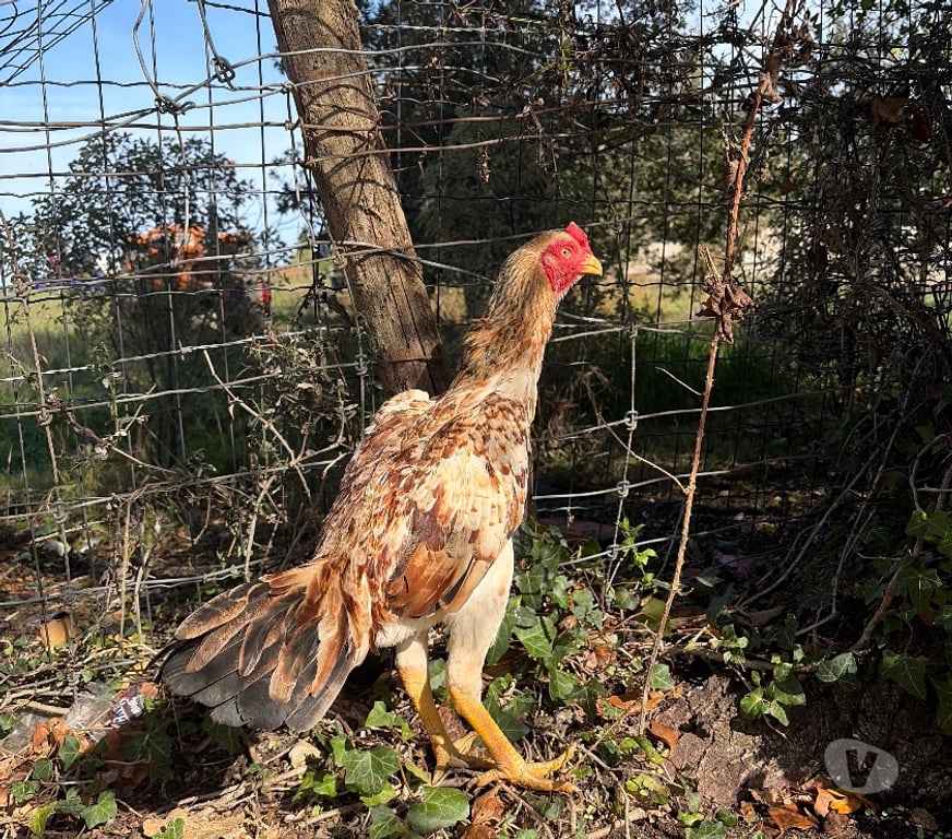 Vente Seine-et-Marne Brie Comte Robert - 77170 - Photos Vivastreet Coq poule pama japonais